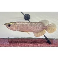 過背金龍レディアンスゴールド　FOREVER ArowanaAquaculture(7)