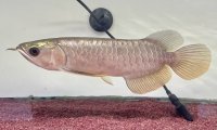 過背金龍レディアンスゴールド　FOREVER ArowanaAquaculture(7)