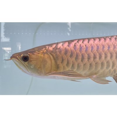 画像3: 過背金龍レディアンスゴールド　FOREVER ArowanaAquaculture(1)