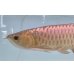 画像3: 過背金龍レディアンスゴールド　FOREVER ArowanaAquaculture(1) (3)