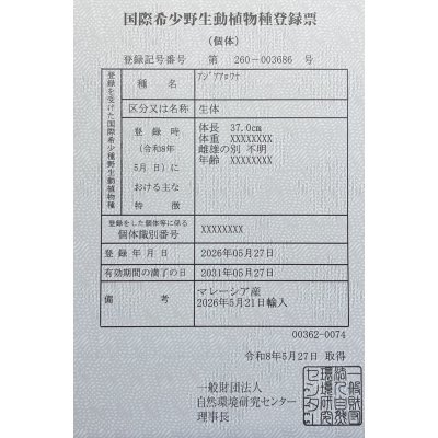 画像6: 過背金龍レディアンスゴールド　FOREVER ArowanaAquaculture(1)