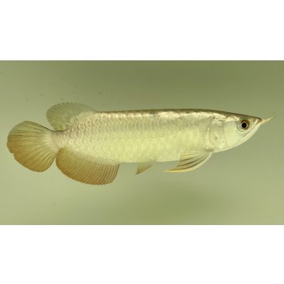 画像2: 過背金龍レディアンスゴールド　FOREVER ArowanaAquaculture(6)