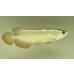 画像2: 過背金龍レディアンスゴールド　FOREVER ArowanaAquaculture(6) (2)