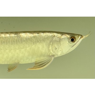 画像4: 過背金龍レディアンスゴールド　FOREVER ArowanaAquaculture(6)