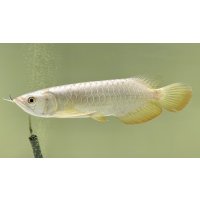 過背金龍レディアンスゴールド　FOREVER ArowanaAquaculture(5)