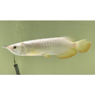 画像1: 過背金龍レディアンスゴールド　FOREVER ArowanaAquaculture(5)