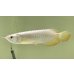 画像1: 過背金龍レディアンスゴールド　FOREVER ArowanaAquaculture(5) (1)