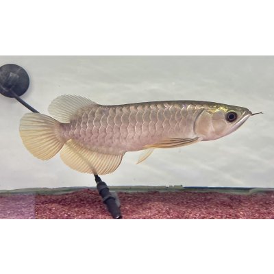 画像2: 過背金龍レディアンスゴールド　FOREVER ArowanaAquaculture(7)