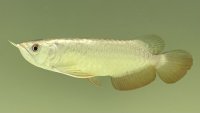 過背金龍レディアンスゴールド　FOREVER ArowanaAquaculture(6)