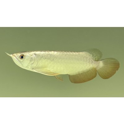 画像1: 過背金龍レディアンスゴールド　FOREVER ArowanaAquaculture(6)
