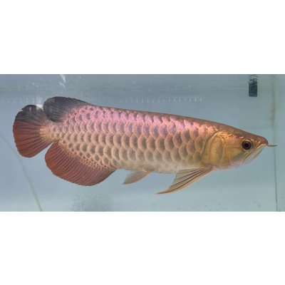 画像2: 過背金龍レディアンスゴールド　FOREVER ArowanaAquaculture(1)