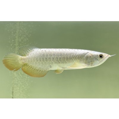 画像2: 過背金龍レディアンスゴールド　FOREVER ArowanaAquaculture(5)