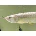 画像3: 過背金龍レディアンスゴールド　FOREVER ArowanaAquaculture(5) (3)