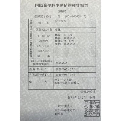 画像6: 過背金龍レディアンスゴールド　FOREVER ArowanaAquaculture(6)