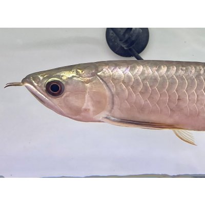 画像3: 過背金龍レディアンスゴールド　FOREVER ArowanaAquaculture(7)