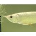 画像3: 過背金龍レディアンスゴールド　FOREVER ArowanaAquaculture(6) (3)