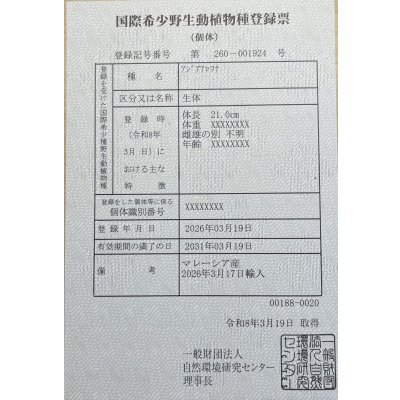 画像6: 過背金龍レディアンスゴールド　FOREVER ArowanaAquaculture(7)