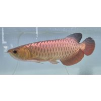 過背金龍レディアンスゴールド　FOREVER ArowanaAquaculture(1)
