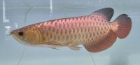 過背金龍レディアンスゴールド　FOREVER ArowanaAquaculture(1)