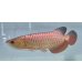 画像1: 過背金龍レディアンスゴールド　FOREVER ArowanaAquaculture(1) (1)