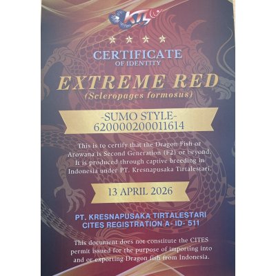 画像5: 紅龍　EXTREME RED★★★★【6】