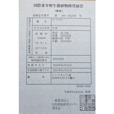 画像6: 紅龍　EXTREME RED★★★★【6】