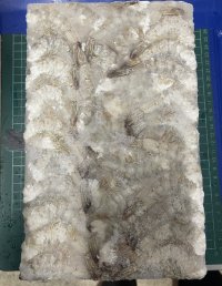冷凍バナメエビ1.8ｋｇ