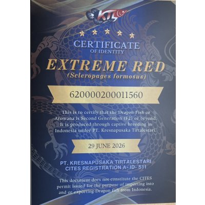 画像5: 紅龍　EXTREME RED★★★★★【１】
