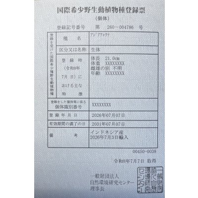 画像6: 紅龍　EXTREME RED★★★★【8】