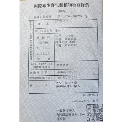 画像6: 紅龍　EXTREME RED★★★★★【6】