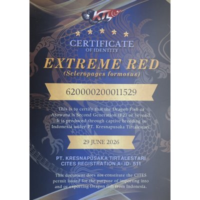 画像5: 紅龍　EXTREME RED★★★★★【3】