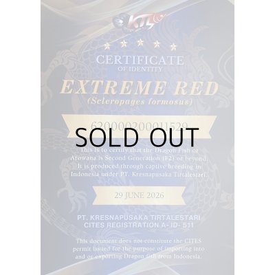 画像5: 紅龍　EXTREME RED★★★★★【3】