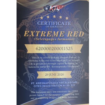 画像5: 紅龍　EXTREME RED★★★★★【6】
