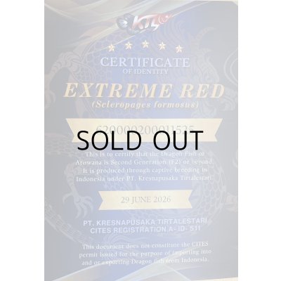 画像5: 紅龍　EXTREME RED★★★★★【6】