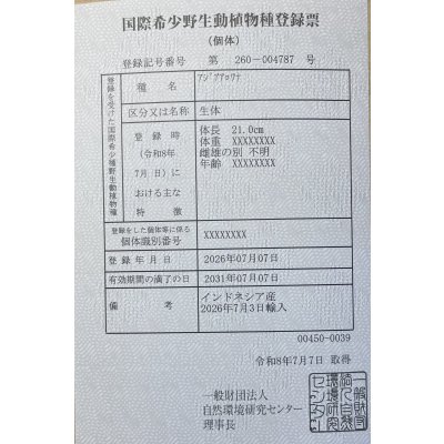 画像6: 紅龍　EXTREME RED★★★★【7】