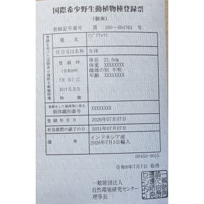 画像6: 紅龍　EXTREME RED★★★★★【3】