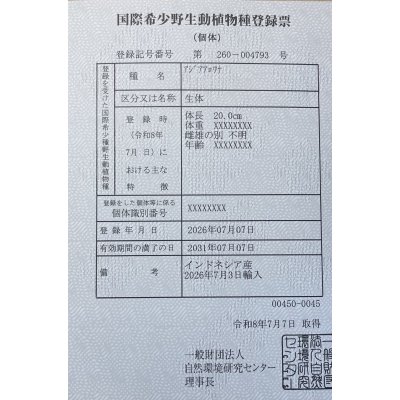 画像6: 紅龍　EXTREME RED★★★★★【2】