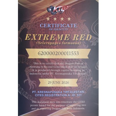 画像5: 紅龍　EXTREME RED★★★★【7】