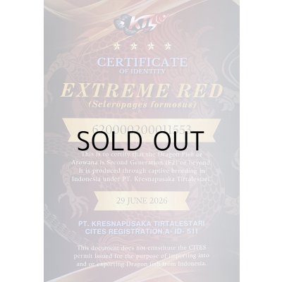 画像5: 紅龍　EXTREME RED★★★★【7】