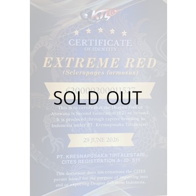 画像5: 紅龍　EXTREME RED★★★★★【5】