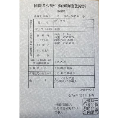 画像6: 紅龍　EXTREME RED★★★★★【１】