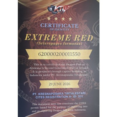 画像5: 紅龍　EXTREME RED★★★★【9】