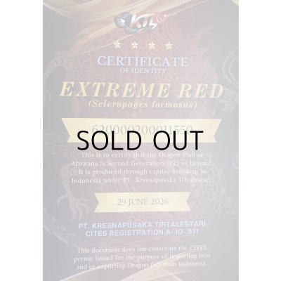 画像5: 紅龍　EXTREME RED★★★★【9】