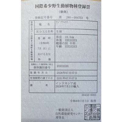 画像6: 紅龍　EXTREME REDショートボディスタイル【2】