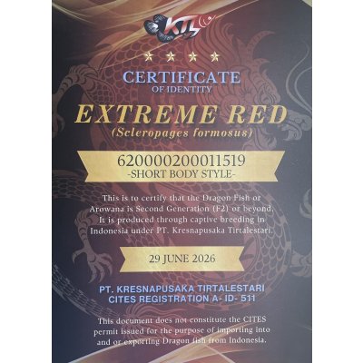 画像5: 紅龍　EXTREME REDショートボディスタイル【2】