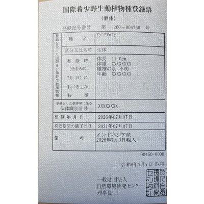 画像6: 紅龍　EXTREME REDショートボディスタイル【3】