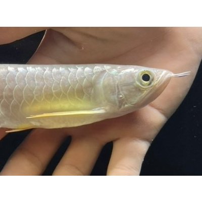 画像3: 紅尾金龍　FOREVER Arowana Aquaculture(6）