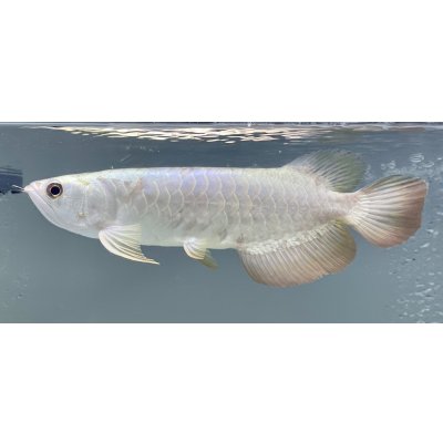 画像1: 過背金龍レディアンスゴールド　FOREVER ArowanaAquaculture(10)
