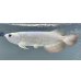 画像1: 過背金龍レディアンスゴールド　FOREVER ArowanaAquaculture(10) (1)