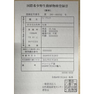 画像6: 紅尾金龍　FOREVER Arowana Aquaculture(6）
